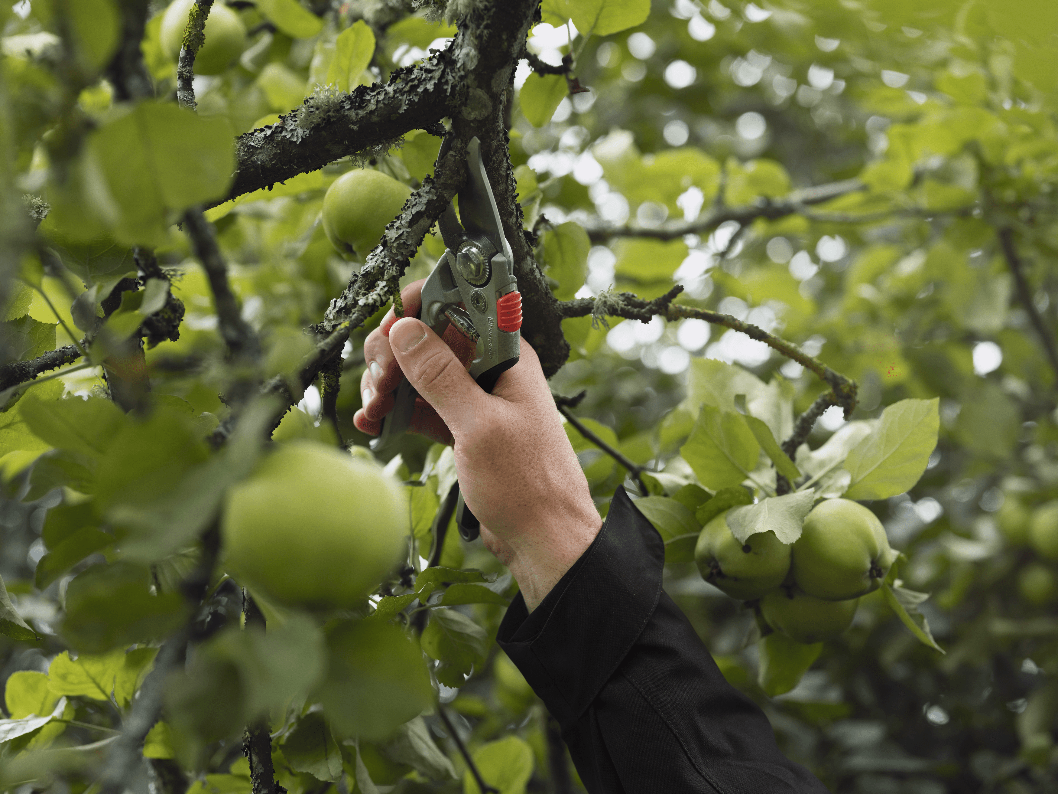 Secateur large image 1